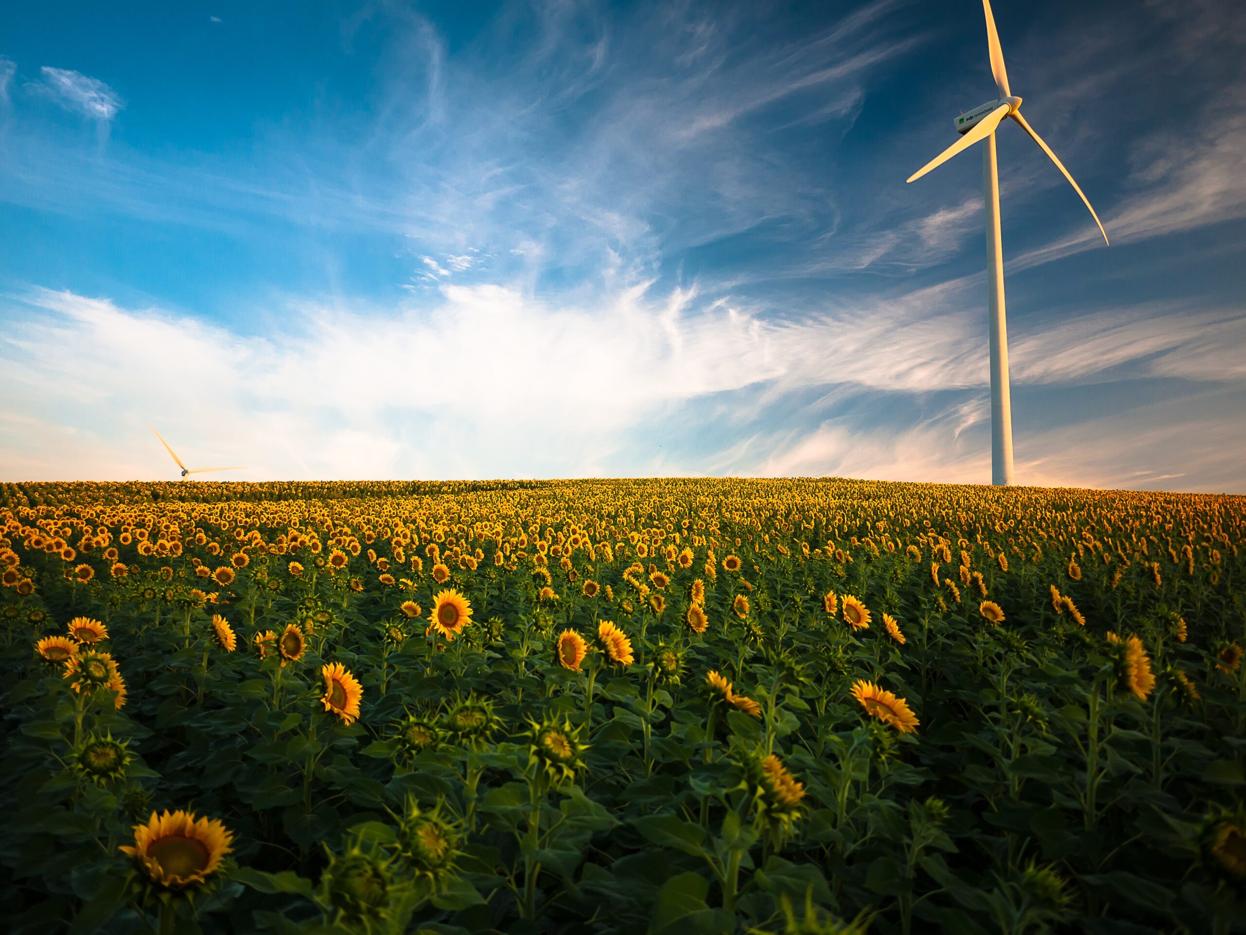 windmolen zonnebloemen